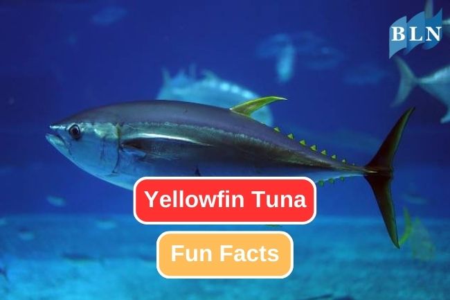 9 Impressive Facts about Yellowfin Tuna